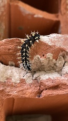 Colobura dirce