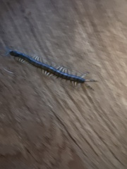 Hemiscolopendra marginata