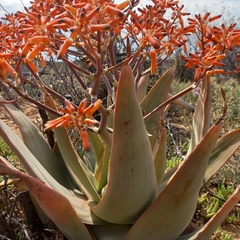 Aloe striata