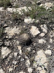 Coryphantha echinus
