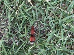 Dasymutilla bioculata