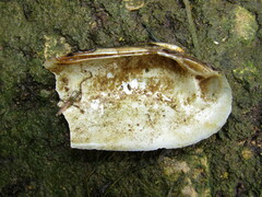 Unio pictorum