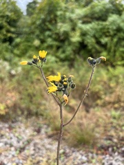 Hieracium maculatum