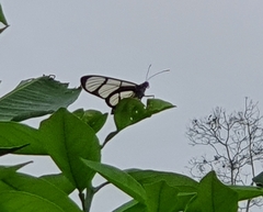 Methona confusa psamathe