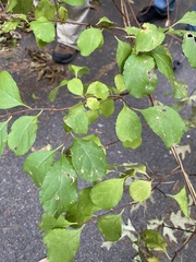 Celastrus orbiculatus