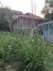 Anemarrhena asphodeloides