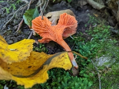 Cantharellus cinnabarinus