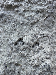 Dasypus novemcinctus