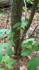 Fraxinus nigra