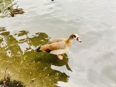 Alopochen aegyptiaca