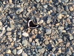 Limenitis arthemis rubrofasciata