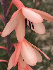 Watsonia fourcadei