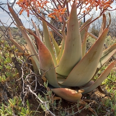 Aloe striata