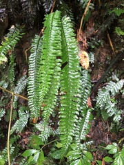 Hymenasplenium cheilosorum