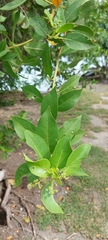 Conocarpus erectus