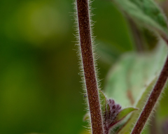 Phacelia brachyantha