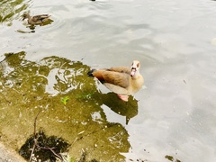 Alopochen aegyptiaca