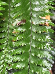 Hymenasplenium cheilosorum