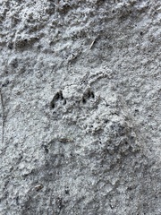 Dasypus novemcinctus