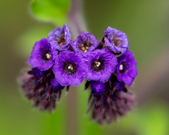 Phacelia brachyantha