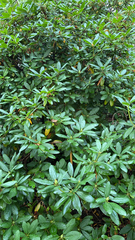 Rhododendron ponticum