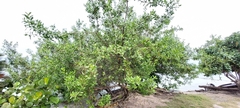 Conocarpus erectus