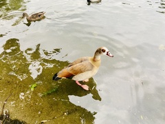 Alopochen aegyptiaca