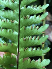 Hymenasplenium cheilosorum
