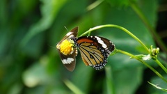 Danaus genutia