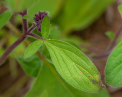 Phacelia brachyantha