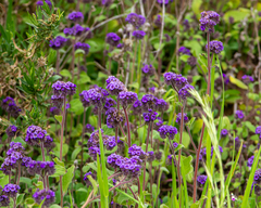 Phacelia brachyantha