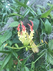 Gloriosa
