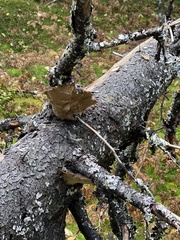 Phellinus chrysoloma
