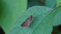 Borbo cinnara