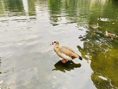 Alopochen aegyptiaca