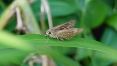 Pelopidas assamensis