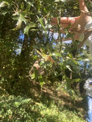 Quercus palustris