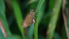 Pelopidas assamensis