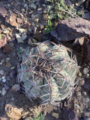 Echinocactus horizonthalonius
