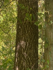 Quercus palustris