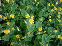 Othonna perfoliata