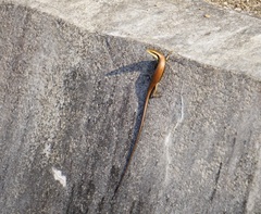 Eutropis longicaudata