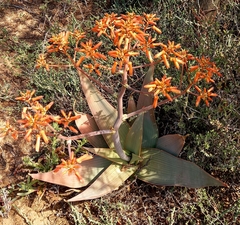 Aloe striata