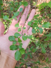 Vaccinium pallidum