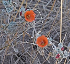 Sphaeralcea cordobensis