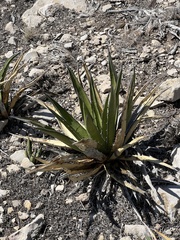 Agave lechuguilla