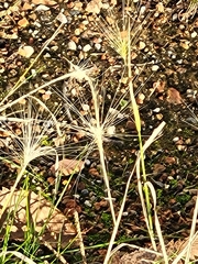 Hordeum jubatum