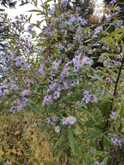 Symphyotrichum shortii