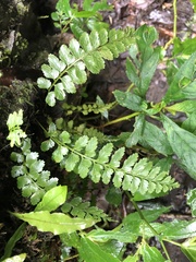 Asplenium cuneatiforme