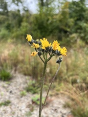 Hieracium maculatum